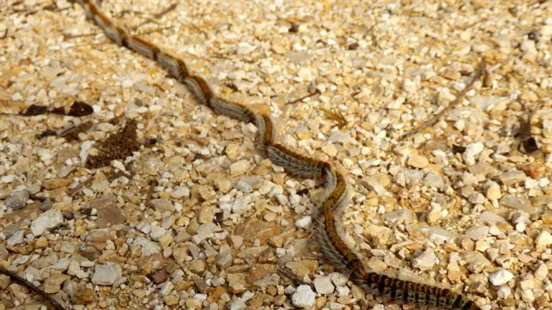 Pine processionary caterpillars