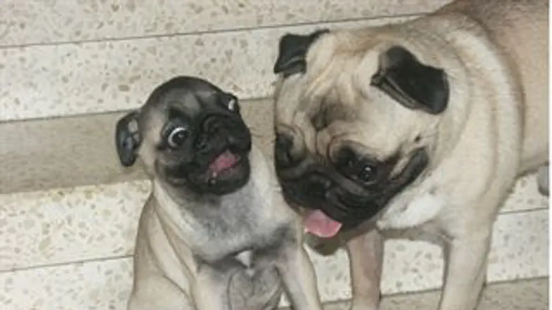 הכלבים יוליוס וקורני