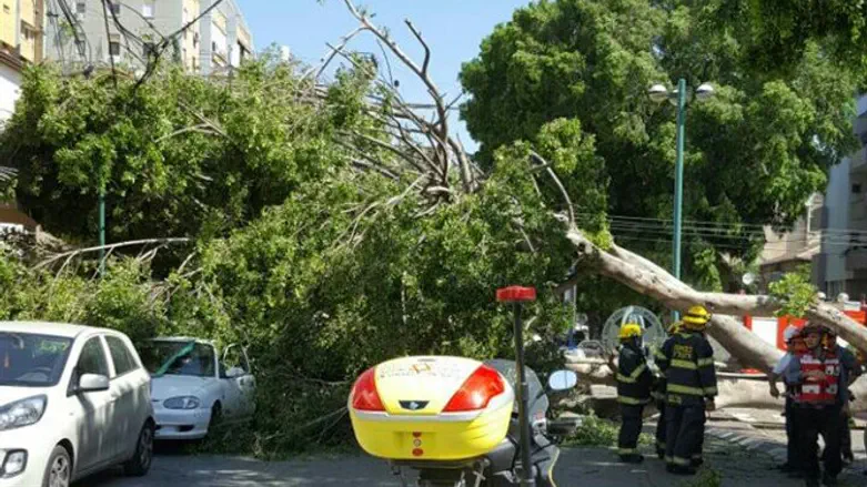 העץ שקרס בכפר סבא