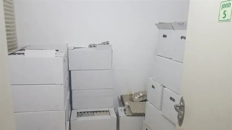 הביצים המזוייפות שהוחרמו