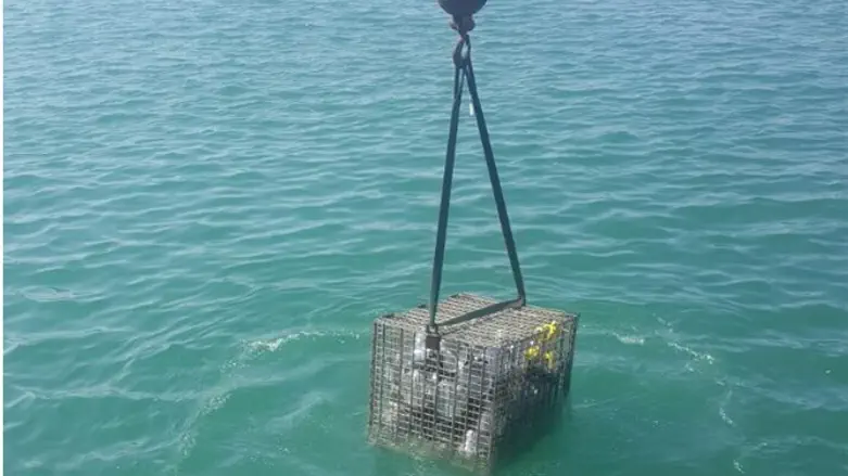 הכשרת כלי השייט בחיל הים