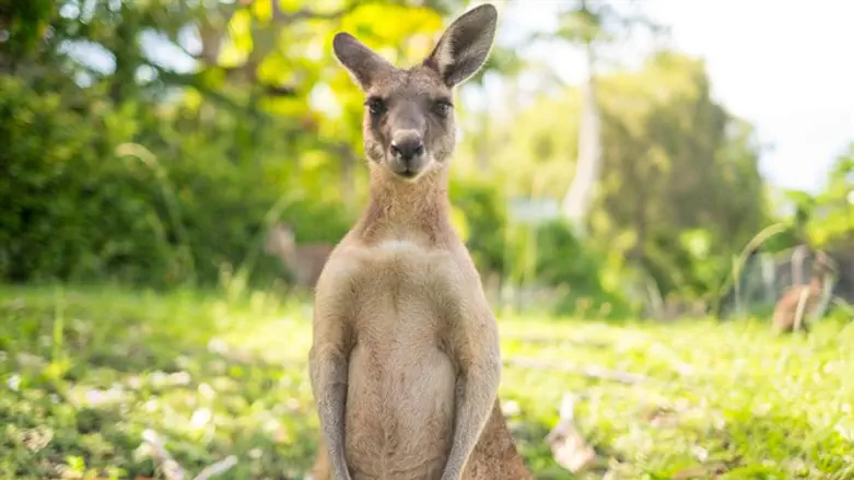 קנגורו