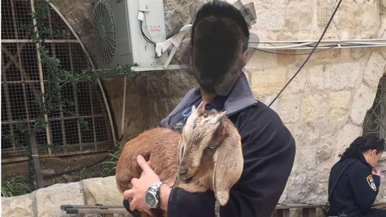 Иерусалим: еврей с козленком на руках