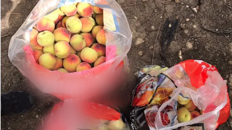 שקיות האפרסקים