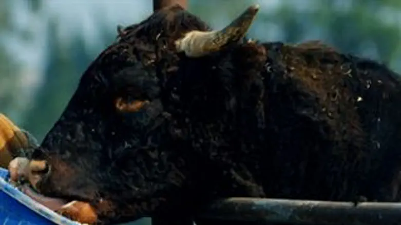 מזון כשר. רפת