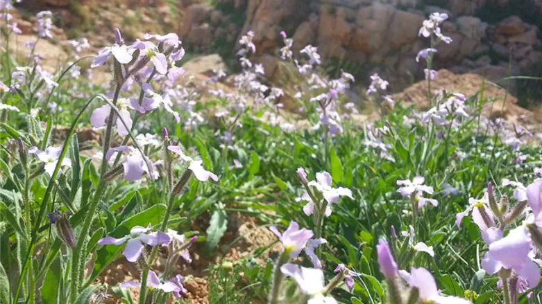 נחל פיראן תלכיד