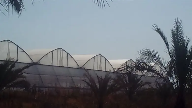 Farm in Jordan Valley