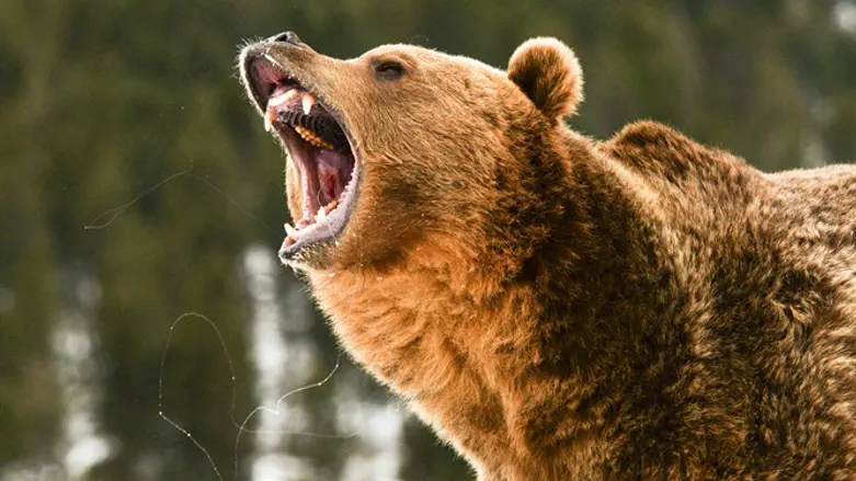 אילוסטרציה