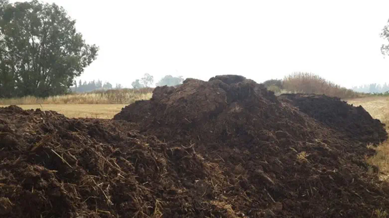 Manure on the field north of Ra'anana