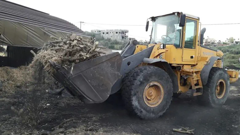 Confiscated tree trunks