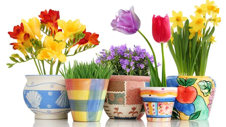 אילוסטרציה