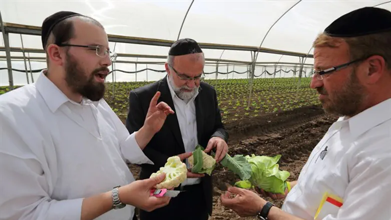 האם הרפורמה תצא סוף סוף לפועל? משגיחי כשרות. למצולמים אין קשר לכתבה