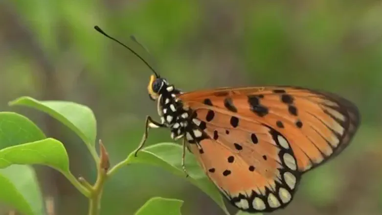 New butterfly species discovered in Israel