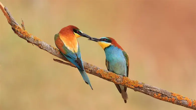 זוג שרקרקים מצויים