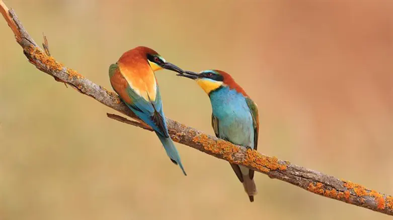 שרקרקים מצויים