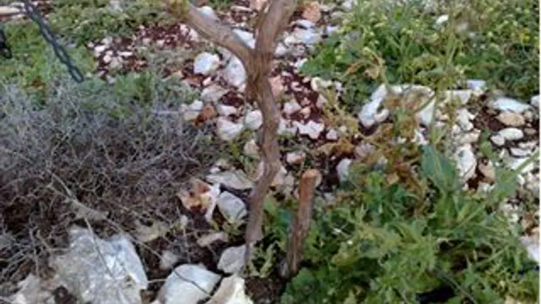 הגפנים העקורות