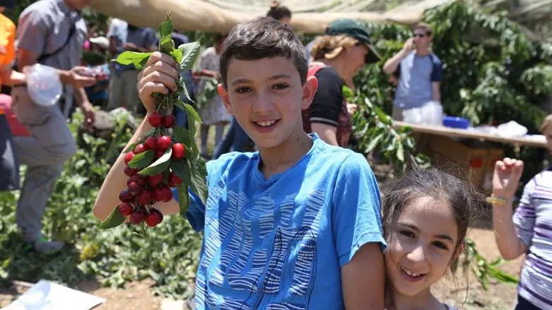 קטיף דובדבנים בגוש עציון