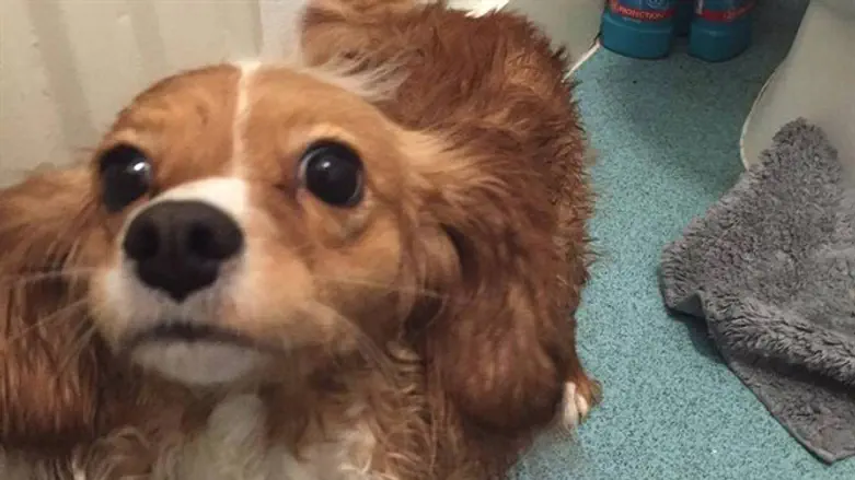 Daisy, a 3-year-old spaniel, died a hero.