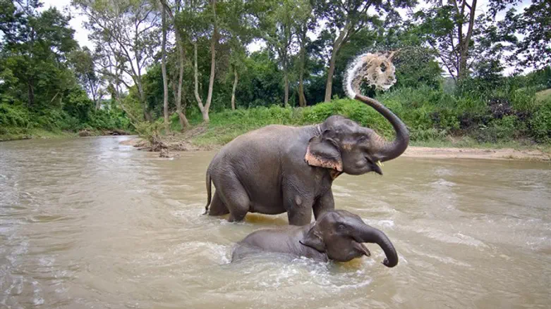 Elephants