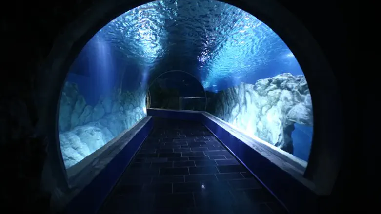 האקווריום בירושלים