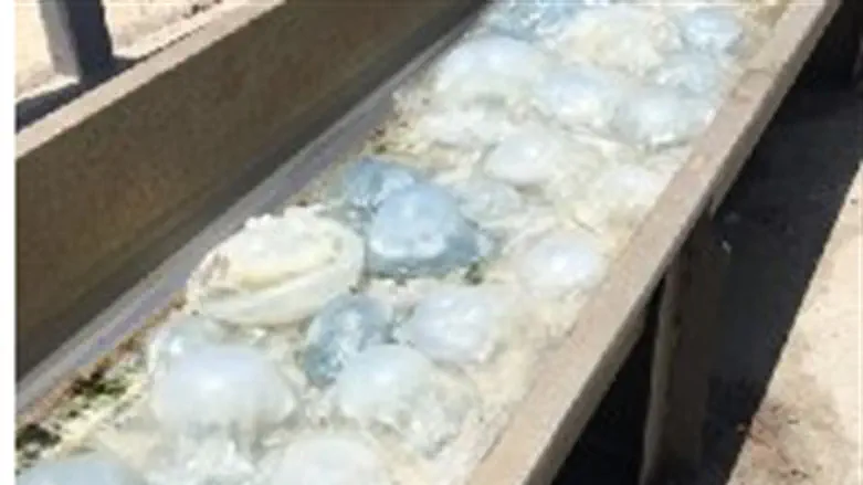 המדוזות שנתפסו בתחנת הכוח