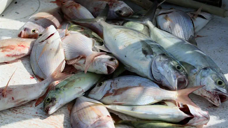 Fish (illustrative)