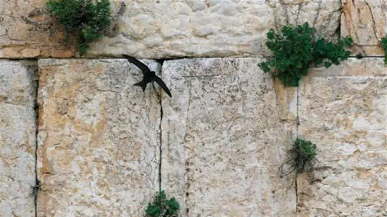Western Wall