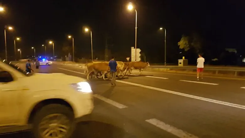 ניסיון הגניבה שסוכל