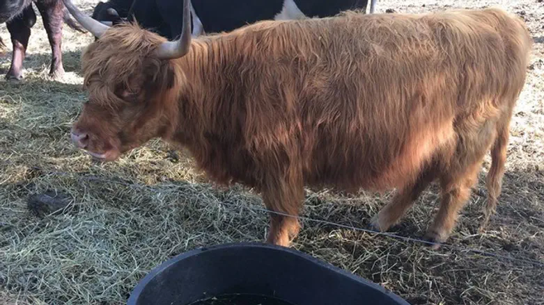 The red Cow, at Lakewood