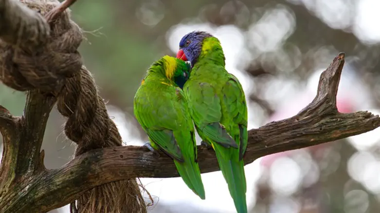 לעשות עניין מהזוגיות