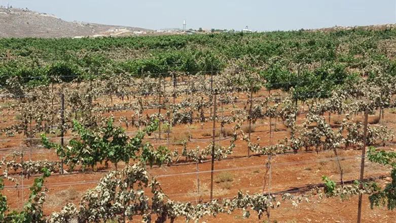 Vineyard in Esh Kodesh