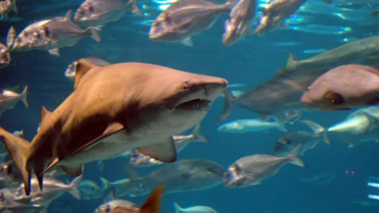 Shark in an aquarium (file)