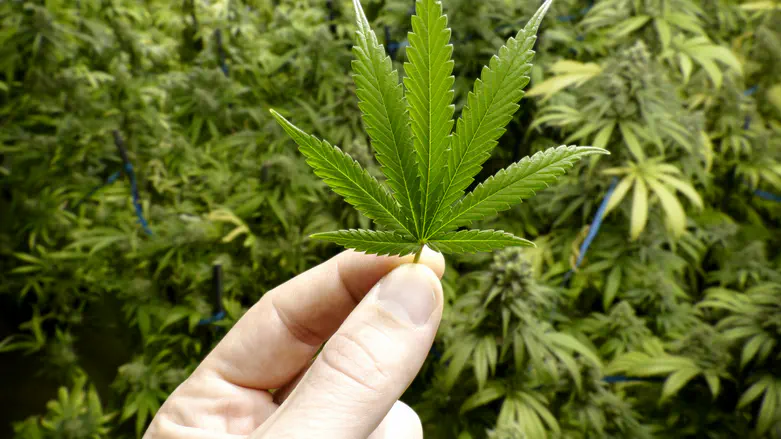 Cannabis cultivation