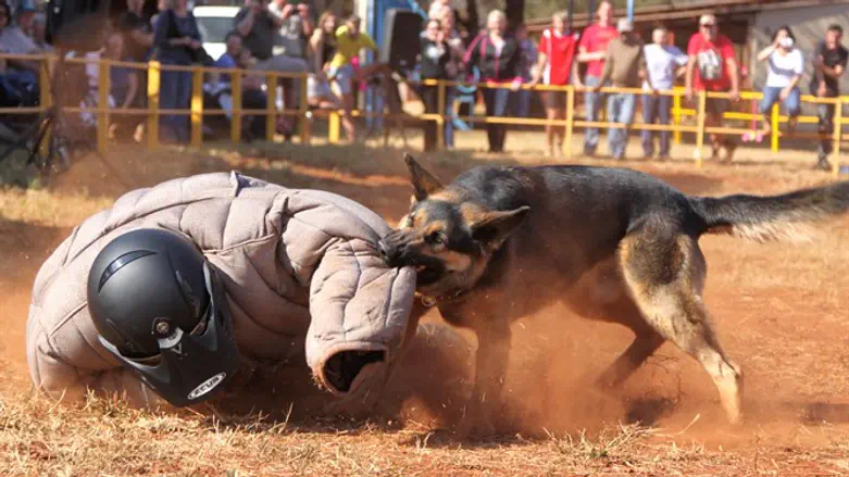 Attack dog capabilities