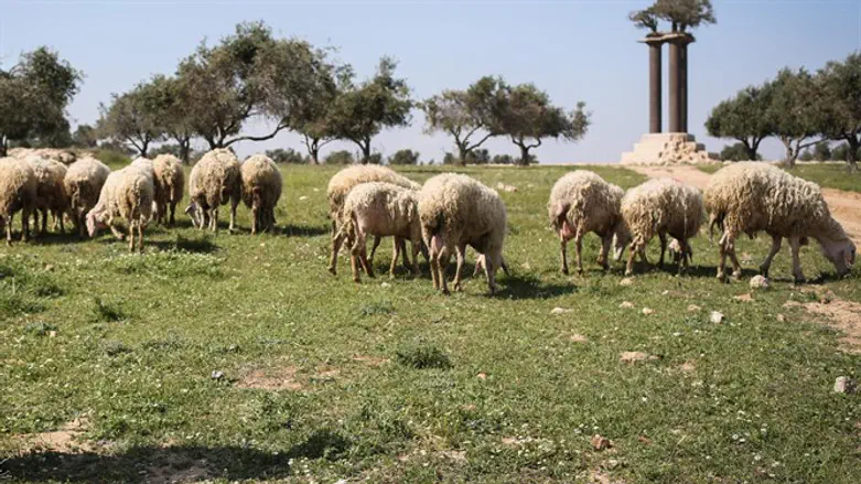 אילוסטרציה