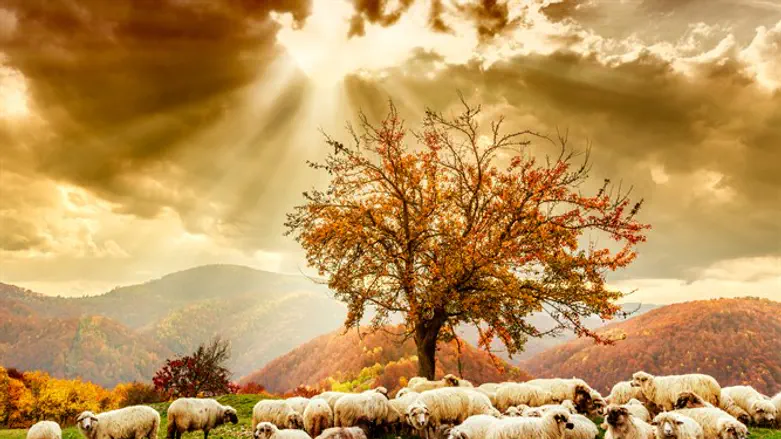 Shepherd and flock