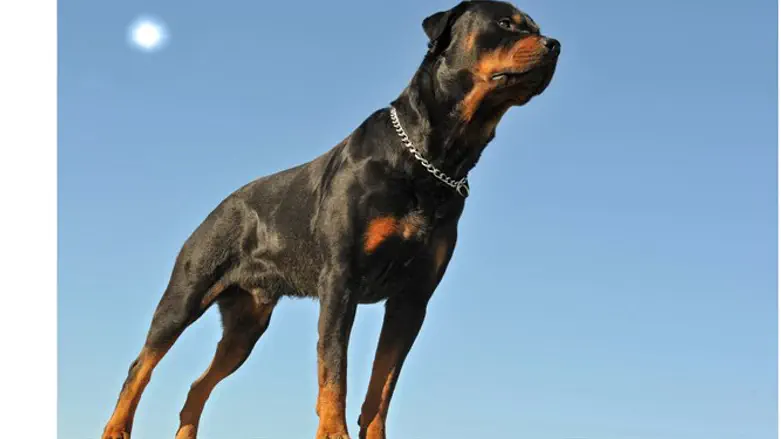 Rottweiler guarding the ramparts