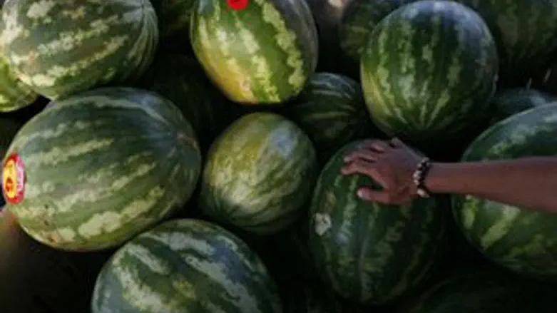 אבטיחים. אילוסטרציה
