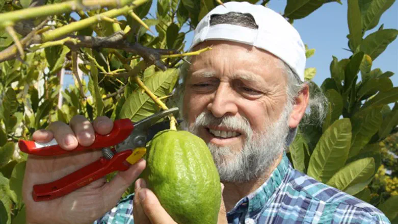 Etrog