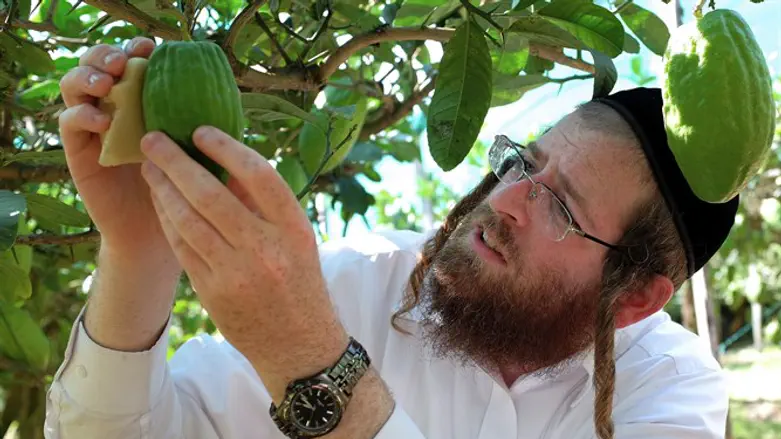 Samuel Ekstein from New York City inspecting a citron fruit in Santa Maria Del Cedro, sout