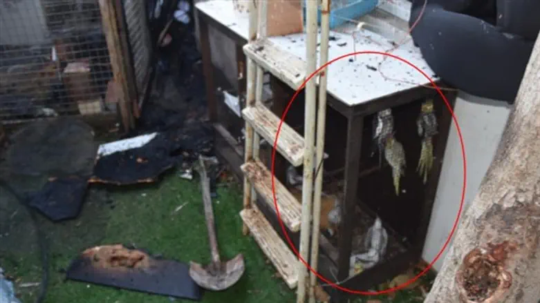 One of the bird cages