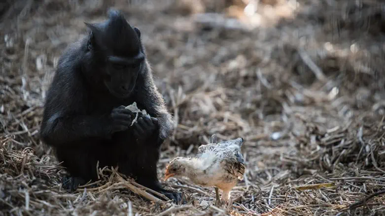 Niv, the Indonesian black macaque