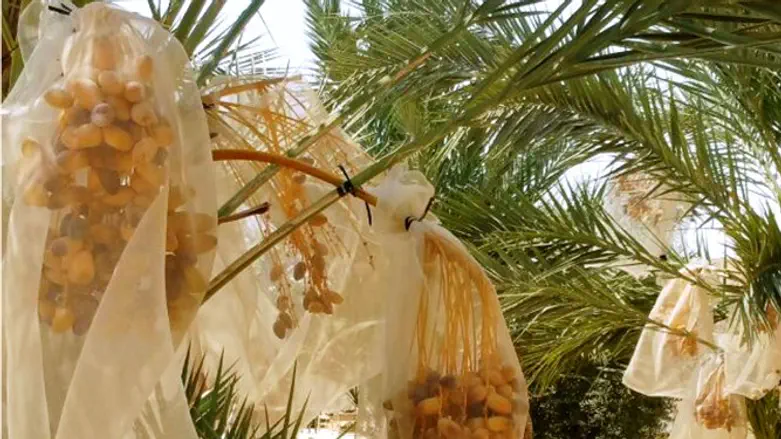 גידול חסר תקדים