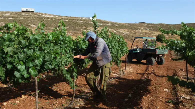 Jewish farmer tends his vineyard