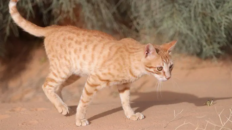 Cat (illustration)