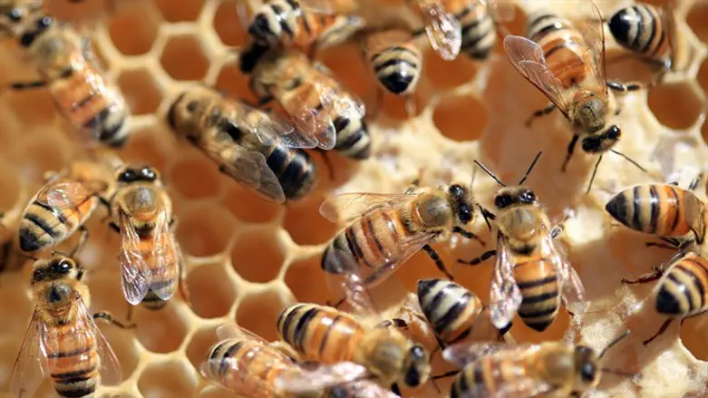 Bees on a honeycomb