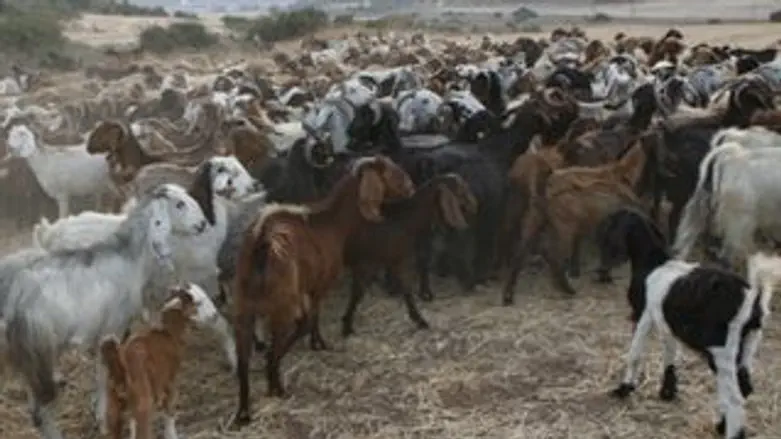 למצולמות אין קשר לאמור בכתבה...