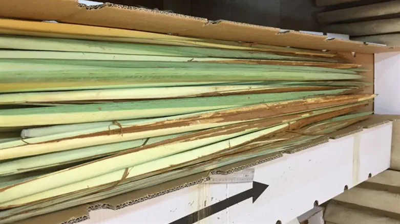 חלק מהלולבים שיובאו מעזה