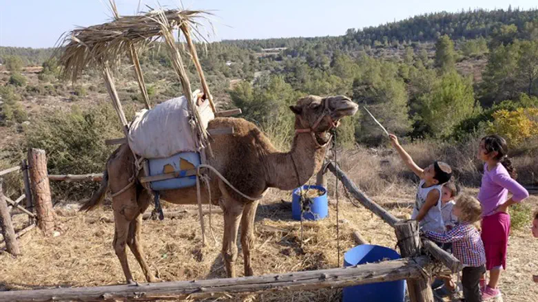 ורק הגבר צריך סוכה בשביל לאכול. ילדים משחקים בנאות קדומים