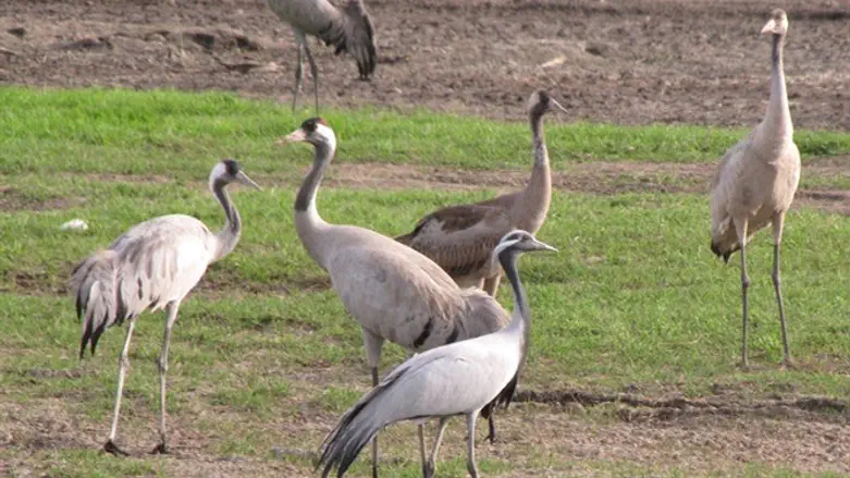 עגורים נדירים